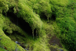 苔藓