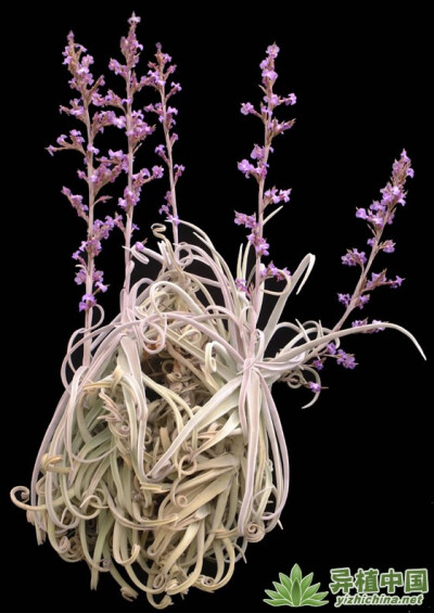 Tillandsia Duratii  树猴