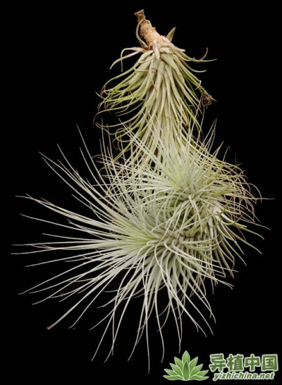 Tillandsia heteromorpha  大狐尾