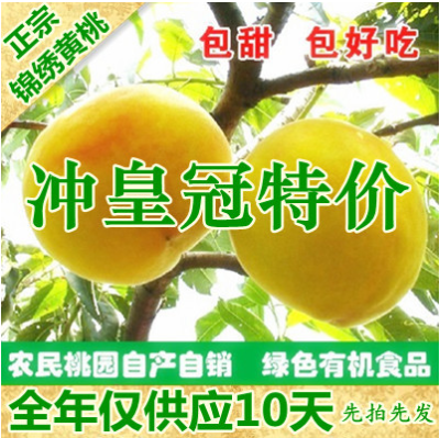 2014姚庄锦绣黄桃特产水果正宗现摘新鲜礼盒4两到7两一个特卖