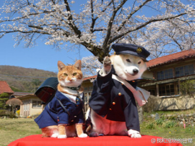 日本有户人家养了一只母柴柴和一只公喵喵，一犬一猫的相处并未有太大的问题，反而相当融洽。每当主人带著牠们一起外出兜风散步时，总是能够吸引众人的目光，争相拍照留念呢。萌爆啊啊啊啊啊啊