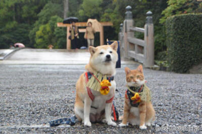 日本有户人家养了一只母柴柴和一只公喵喵，一犬一猫的相处并未有太大的问题，反而相当融洽。每当主人带著牠们一起外出兜风散步时，总是能够吸引众人的目光，争相拍照留念呢。萌爆啊啊啊啊啊啊