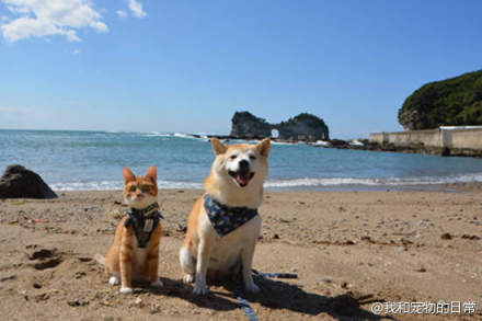 日本有户人家养了一只母柴柴和一只公喵喵，一犬一猫的相处并未有太大的问题，反而相当融洽。每当主人带著牠们一起外出兜风散步时，总是能够吸引众人的目光，争相拍照留念呢。萌爆啊啊啊啊啊啊