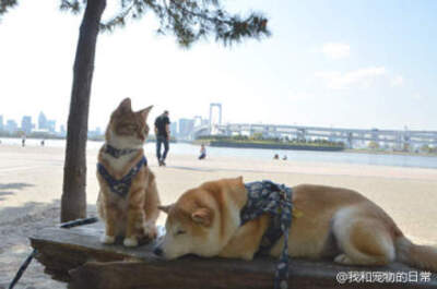 日本有户人家养了一只母柴柴和一只公喵喵，一犬一猫的相处并未有太大的问题，反而相当融洽。每当主人带著牠们一起外出兜风散步时，总是能够吸引众人的目光，争相拍照留念呢。萌爆啊啊啊啊啊啊