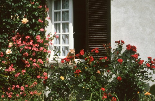 ❀如果你开在我窗前 ，繁盛也好，稀落也好，我也不至于觉得熟悉的地方永远没有风景。