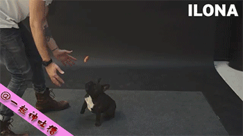 大家还记得那个逗狗魔术师Jose Ahonen么，这货又来了~这次他将香肠悬浮在空中...看狗狗的反应...有些狗狗表示尼玛这是什么鬼直接被吓尿...哈哈哈哈最后那只作为狗中的吃货也是蛮拼的！ [图自汤不热]