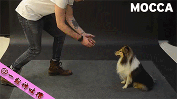 大家还记得那个逗狗魔术师Jose Ahonen么，这货又来了~这次他将香肠悬浮在空中...看狗狗的反应...有些狗狗表示尼玛这是什么鬼直接被吓尿...哈哈哈哈最后那只作为狗中的吃货也是蛮拼的！ [图自汤不热]