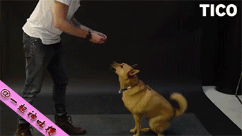 大家还记得那个逗狗魔术师Jose Ahonen么，这货又来了~这次他将香肠悬浮在空中...看狗狗的反应...有些狗狗表示尼玛这是什么鬼直接被吓尿...哈哈哈哈最后那只作为狗中的吃货也是蛮拼的！ [图自汤不热]