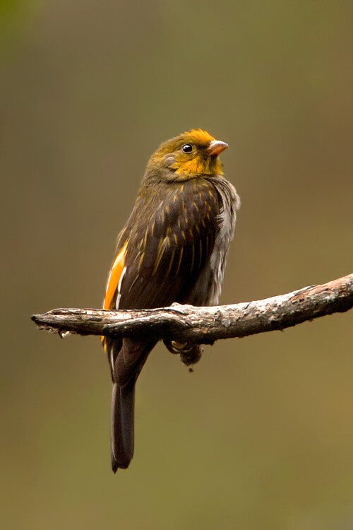 䴕形目 响蜜䴕科 响蜜䴕属 黄腰响蜜䴕雄鸟 yellow-rumped honeyguide