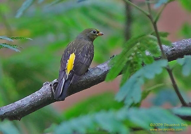 䴕形目 响蜜䴕科 响蜜䴕属 黄腰响蜜䴕雌鸟 yellow-rumped honeyguide