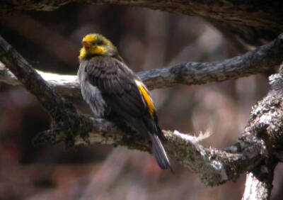 䴕liè形目 响蜜䴕科 响蜜䴕属 黄腰响蜜䴕雄鸟 yellow-rumped honeyguide