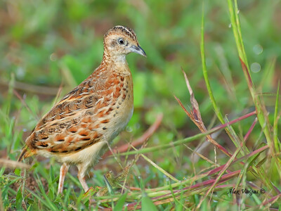 鹤形目三趾鹑科三趾鹑属 林三趾鹑small buttonquail