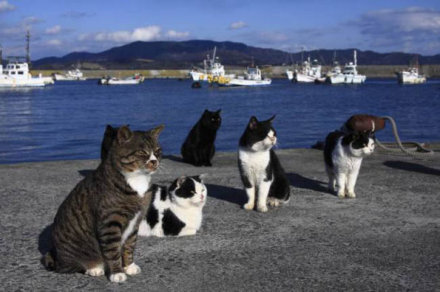 日本田代岛，一个自由自在的萌猫比居民还多的地方。「