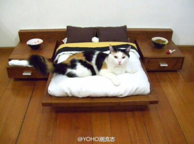 #Lifestyle# 这些有型有款的猫窝们，喵星人过得好舒适呢 。