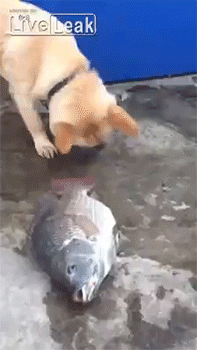 狗狗看到鱼死了，拼命把水泼鱼身上，好善良的汪！！！ (net)