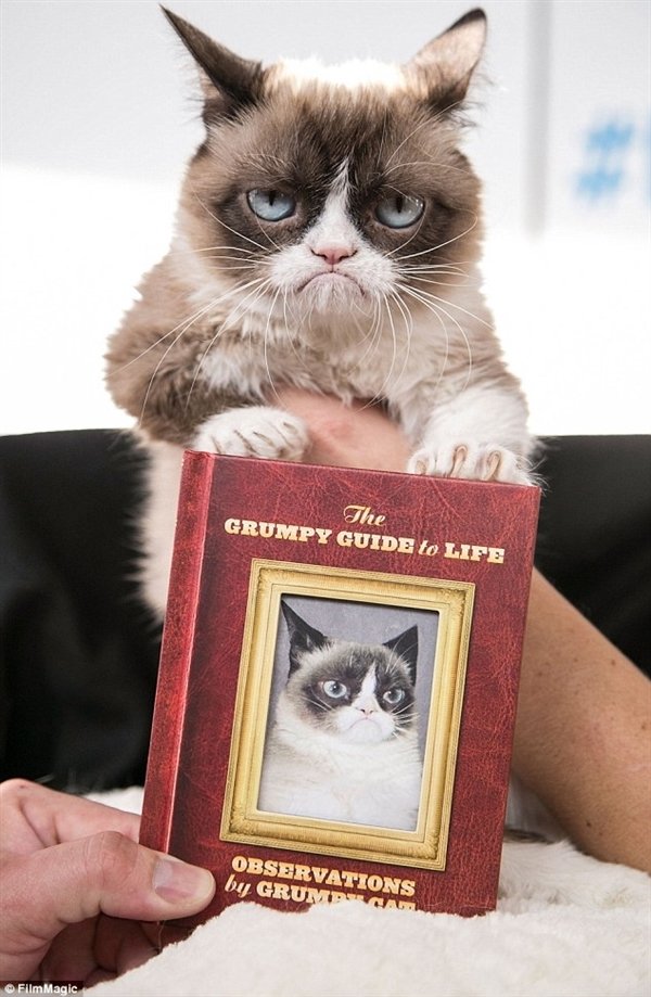 Grumpy Cat