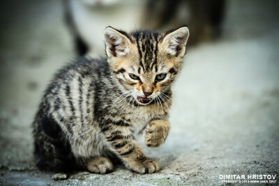 Angry Cat photography animals Photo