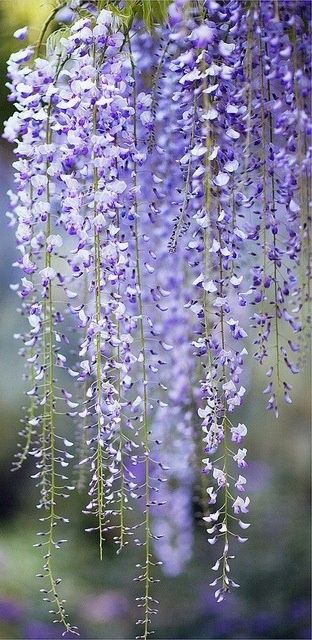 Wisteria 紫藤花轻是谁到