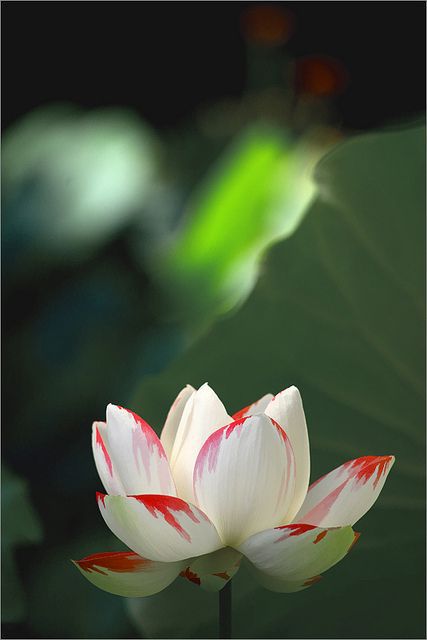 Colorful Lotus Flowe...