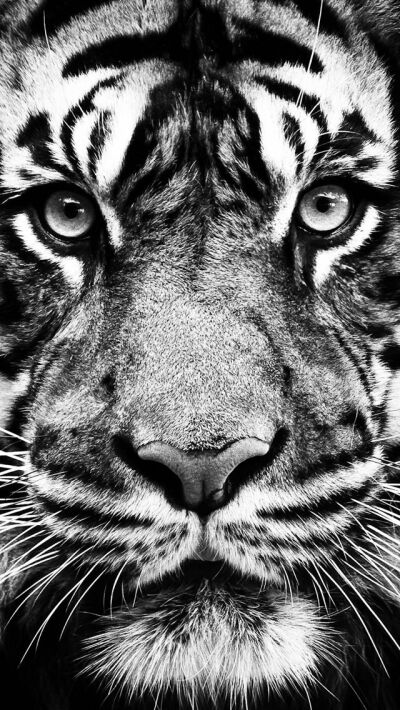 Tiger iPhone5 Wallpaper (640x1136)