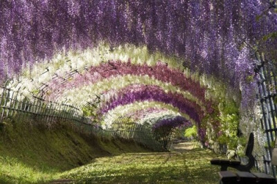 wisteria tunnel at kawachi fuji gardens, japan