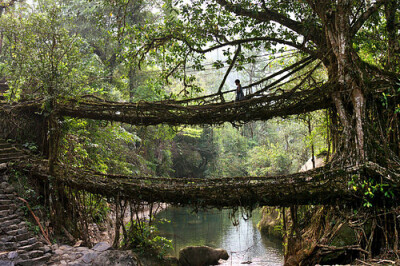 the living tree root bridges of cherrapunji, meghalaya, india - 2011