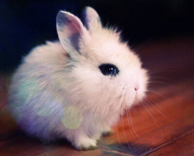 “我家养了一只活泼可爱的小白兔，因为它非常淘气，所以我们都叫它淘淘。淘淘全身都是白色茸毛，远看像一团洁白的棉絮。两只长长的耳朵是粉色的。它总是前后摆动，仔细倾听着周围的动静。