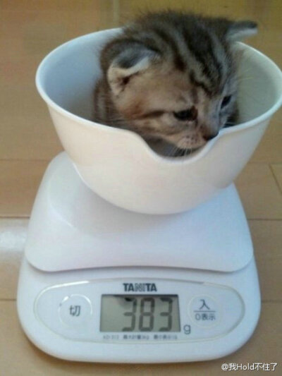 日本的一位网友记录了自家喵星人的体重成长日记。最后一张的小喵，为何如此忧桑？