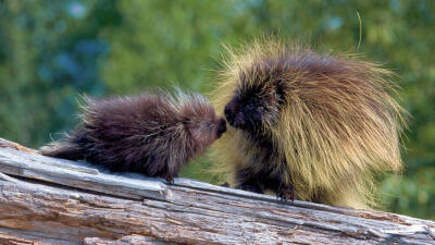 冰河国家公园内的豪猪 PorcupineMom