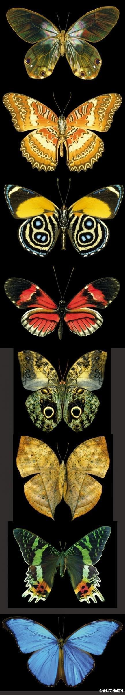 世界上最美的八种蝴蝶~