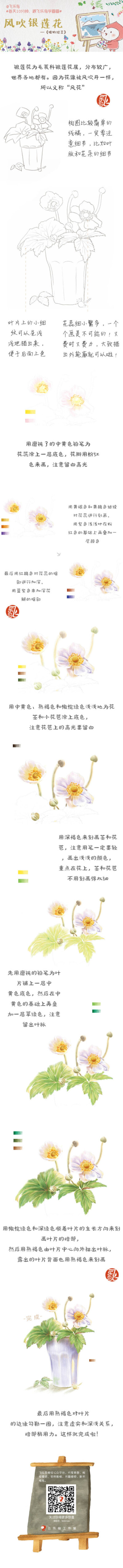 #每天10分钟，跟飞乐鸟学画画# 花朵被风吹开，银莲花张开了笑脸。