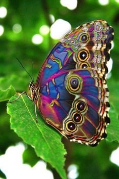 Spectacular Peacock Butterfly. Most beautiful butterfly ever seen