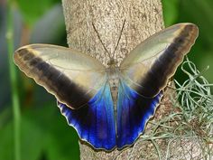 Forest Giant Owl Butterfly -- A group of South &amp;amp; Central America butterflies. The underside of the wings look nothing like the upper wi ring around it on each lowe…