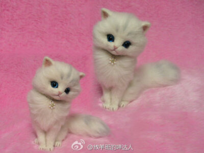  #羊毛毡小萌猫#说小萌猫好像也不大合适，至少有一只超级霸气呀~拖着长长的尾巴像披着华贵的皮草，一副睥睨天下你们都是我的臣民的即视感......作者是Lily，Tokyo, Japan。