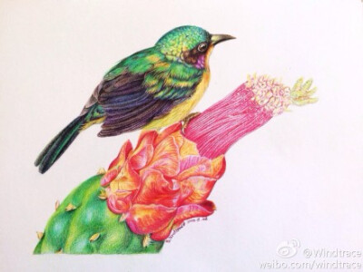 太阳鸟与仙人球花终于完成，是临摹木卮@木卮--_-- 大大的新书『色铅笔浓情花鸟绘』，挑战好大，用了两个晚上和一个白天，面对羽毛和花的脉络几度抓狂，不过有木大鸡血式的鼓励必须坚持 临摹高手的图真的可以让自己的…