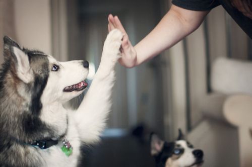 Baylee does high-fives. i miss her!