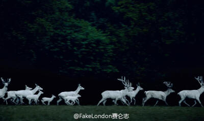 #FakeLondonStudio# 鹿 Photography by #Frank Stöckel#