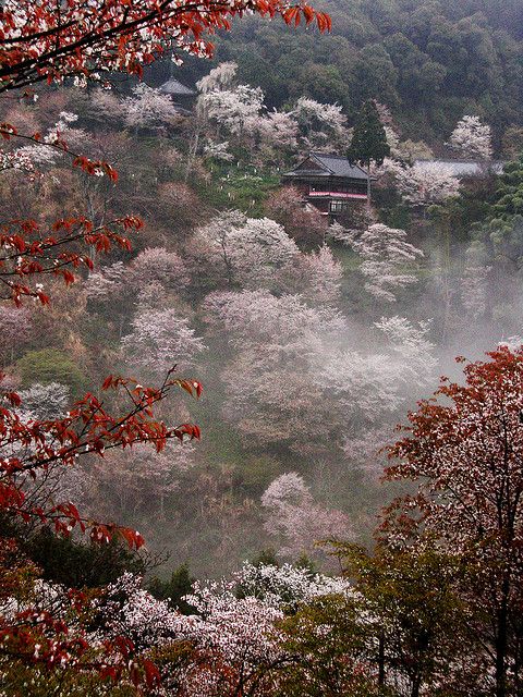 Cherry blossoms in full bloom at Mount Yoshino, Nara, Japan.