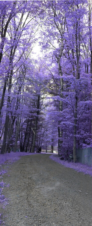 Path down to Lake Bryn Mawr,Pennsylvania, USA.美国宾夕法尼亚州布林莫尔湖边小径。