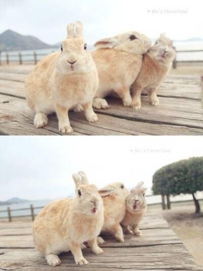 给大家科普一下日本大久野岛，又被称作兔子岛(Rabbit Island)，据说最早是在第二次世界大战后，由实验遗弃的8只兔子，繁衍至如今的300多只。它们自由自在，无拘无束，你只要拿个红胡萝卜就能交盆友了。