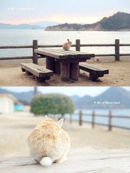 给大家科普一下日本大久野岛，又被称作兔子岛(Rabbit Island)，据说最早是在第二次世界大战后，由实验遗弃的8只兔子，繁衍至如今的300多只。它们自由自在，无拘无束，你只要拿个红胡萝卜就能交盆友了。