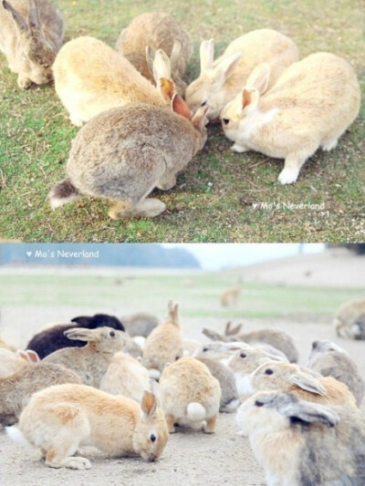 给大家科普一下日本大久野岛，又被称作兔子岛(Rabbit Island)，据说最早是在第二次世界大战后，由实验遗弃的8只兔子，繁衍至如今的300多只。它们自由自在，无拘无束，你只要拿个红胡萝卜就能交盆友了。