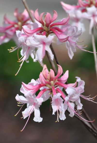 Native Azalea