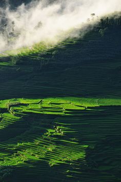 元阳梯田水稻领域，中国