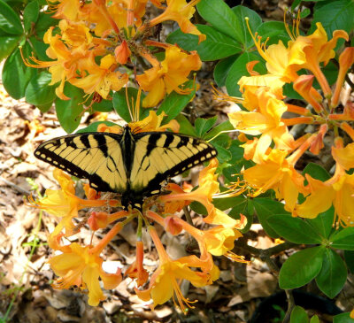 Eastern Tiger Swallowtail on Native Azalea by duggiehoo