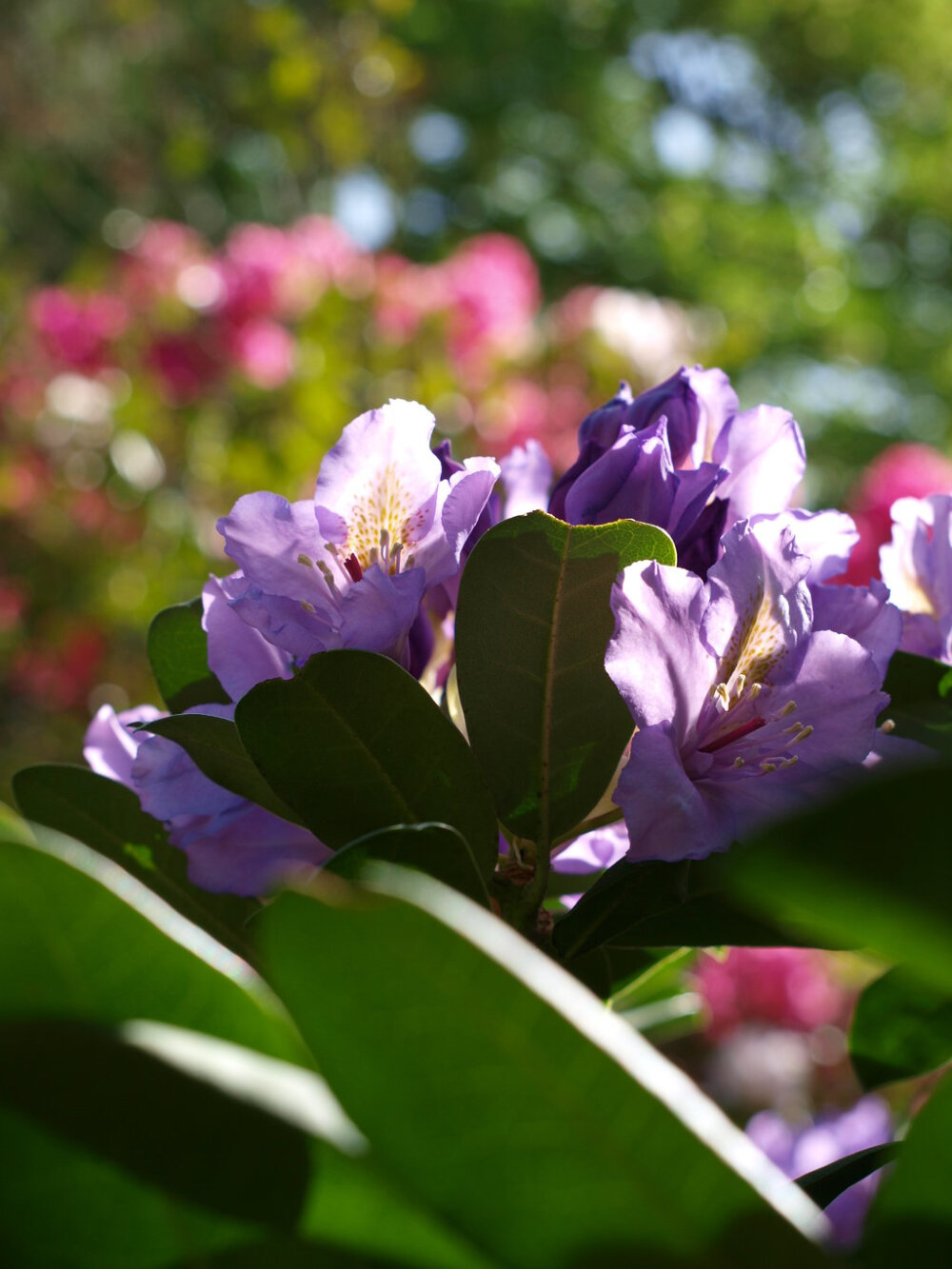 purpleazalea01bybotanystock