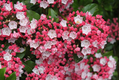 Pink Azaleas by Maeve09