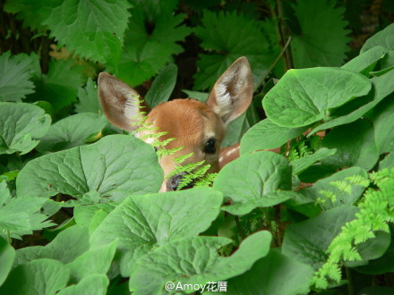 晚安，在綠植環(huán)繞中期待涼爽的秋季。Source：zay4ik