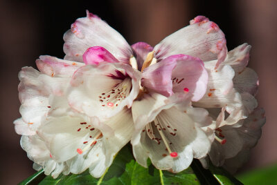 Rhododendron Closeup by secondclaw