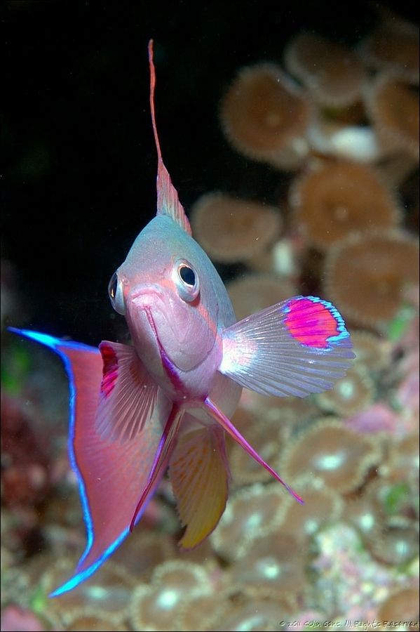 Anthias, Bligh Water...